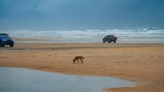 Mówiła, że idzie popływać. Godzinę później znaleziono jej ciało, wokół było stado psów 