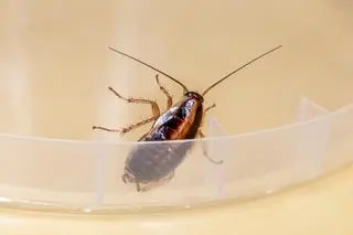 Karaczan prusak (Blattella germanica)