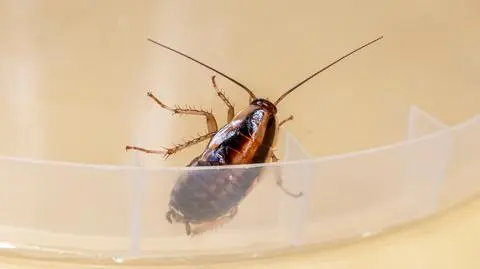 Karaczan prusak (Blattella germanica)