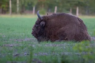 Żubr (zdjęcie poglądowe)