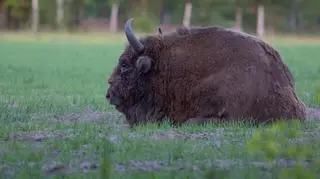 Na Podkarpaciu padła żubrzyca. Przyczyną może być gruźlica