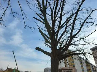 Konary zawadzały inwestycji (25.03.2025) 