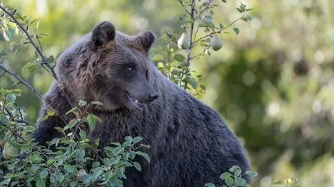 Ursus arctos marsicanus