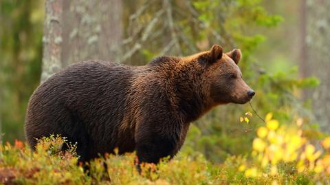 Bieszczadzkie niedźwiedzie (Shutterstock)