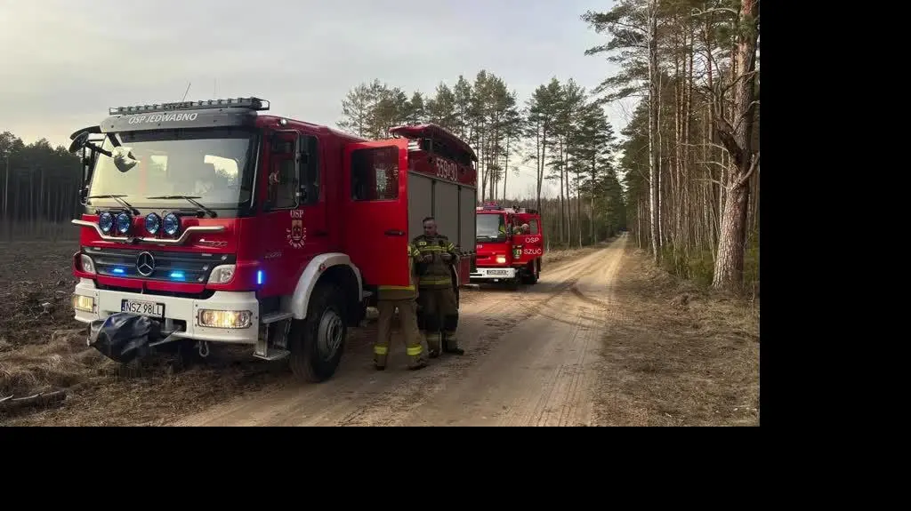 Strażacy uwolnili łosia z bagna