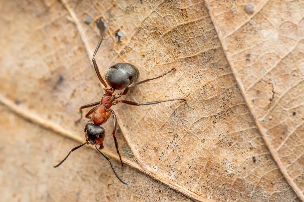 Tak wygląda mrówka rudnica (łac. Formica rufa)