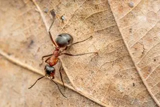 Tak wygląda mrówka rudnica (łac. Formica rufa)