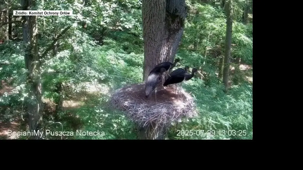 Spłoszył bociany czarme