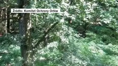 Spłoszył bociany czarme