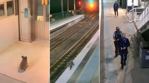 "Wyjątkowo uroczy pasażer". Koala spacerowała po stacji kolejowej