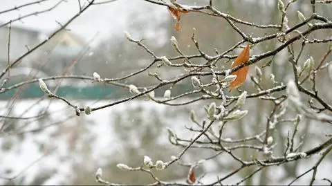 Wiosna meteorologiczna nadejdzie w towarzystwie opadów mokrego śniegu