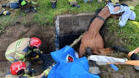 Koń wpadł do podziemnego zbiornika