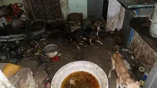 Kolejny psi dramat