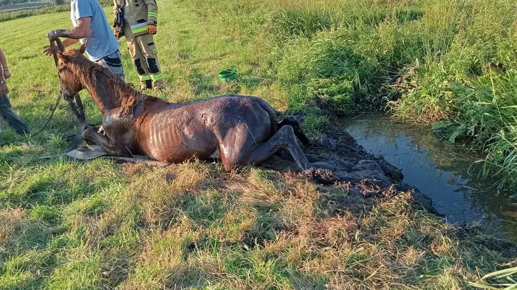 Koń utknął w rowie z bagnem na pastwisku