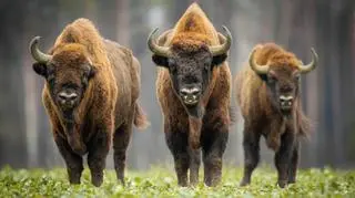 Polska Wschodnia - autentyczność, spokój i bliskość natury