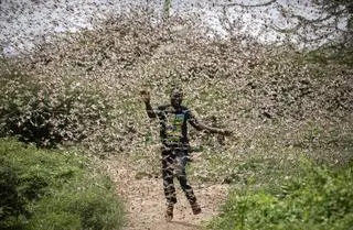 Plaga szarańczy we wschodniej Afryce 