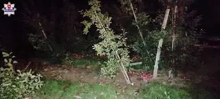 Sforsował ogrodzenie i zniszczył drzewka owocowe