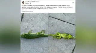 Jest tak zimno, że legwany spadają z drzew