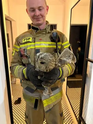 Sowa utknęła w przewodzie kominowym