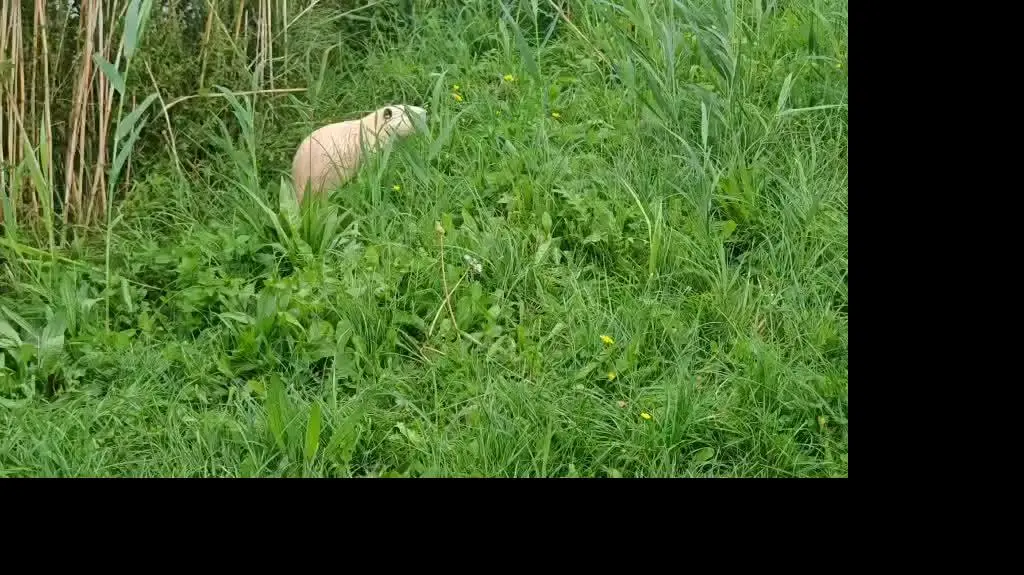 Nutrie nad zalewem w Parzęczewie