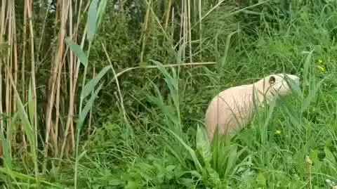 Nutrie nad zalewem w Parzęczewie