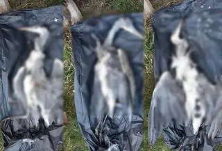 Znaleziono tusze czapli 