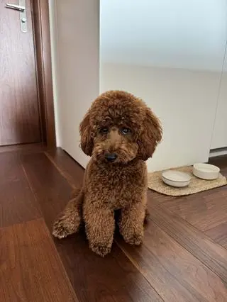 Nie żyje pudel Brownie