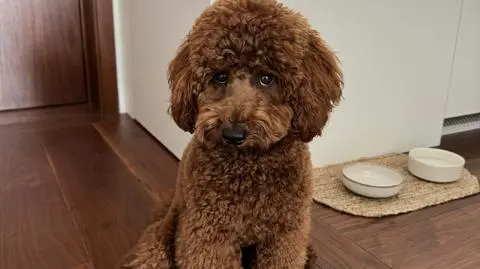 Nie żyje pudel Brownie