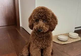 Pies wybiegł z posesji, Brownie nie przeżył ataku