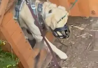 Influencerka Małgo przed sądem. To miała robić psom