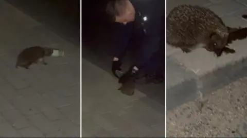 Pyszczek jeża utknął w pustym wkładzie od znicza 