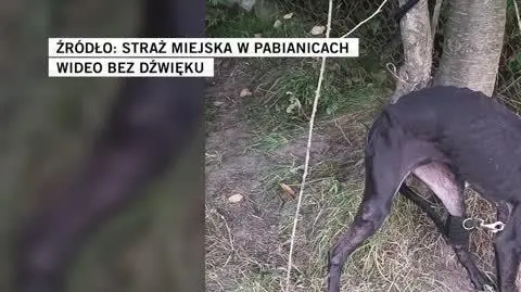 Straż Miejska w Pabianicach