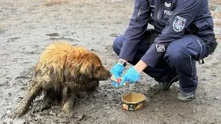 Pies był na łańcuchu, nie mógł się dostać do budy