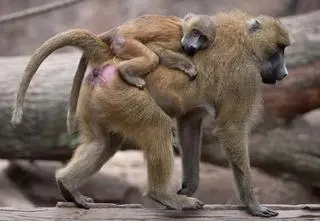 12 małp uśmierconych w zoo "strzałem z broni palnej"