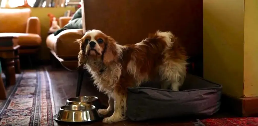 Spanielka należącą do Alexa Dancyga