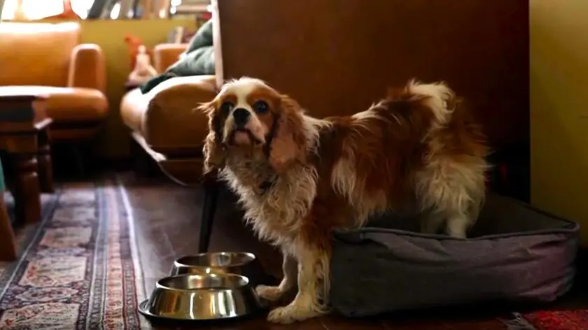 W Strefie Gazy znaleźli psa. Należał do zabitego przez Hamas zakładnika