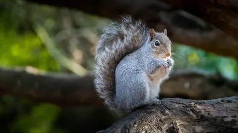 Wiewiórka szara (łac. Sciurus carolinensis)