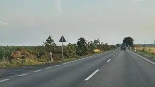 Wycięte drzewa przy drodze