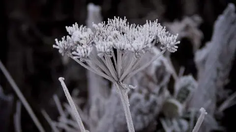 mroz szron shutterstock_2289134197