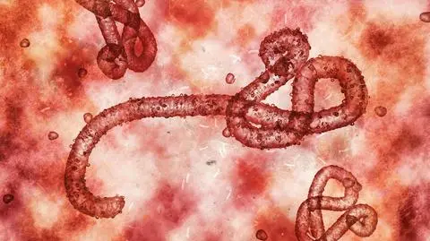 Wirus ebola