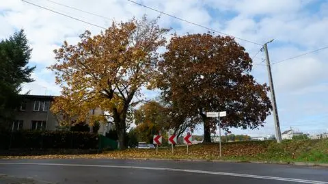 Do wycinki miało dojść na krakowskich Dębnikach