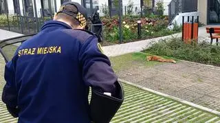 Zwierzę było wyczerpane, osunęło się na parkingu 