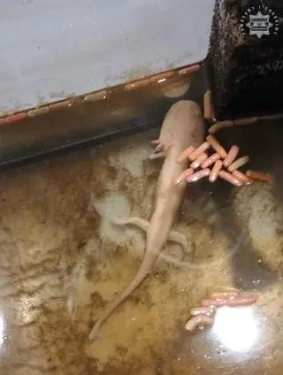 The woman abandoned the animal that is threatened with extinction
