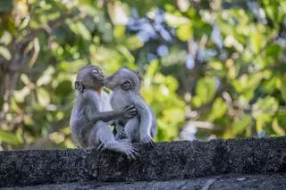 Pocałunki u zwierząt