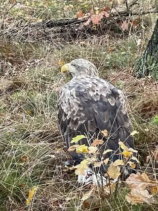 Bielikowi udzielono szybko pomocy