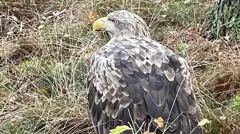 Bielikowi udzielono szybko pomocy
