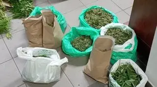 Znaleziono kilka ton marichuany