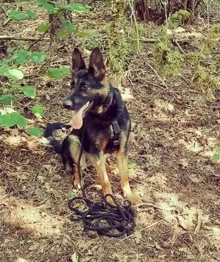 Policjantów wspomagał pies Noksa 
