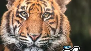 Zostań opiekunem tygrysów 