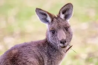 Kangur olbrzymi (Macropus giganteus) - zdjęcie poglądowe 